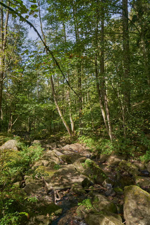 Gemeinde Waldkirchen Landkreis Freyung-Grafenau Saußbachklamm (Dirschl Johann) Deutschland FRG